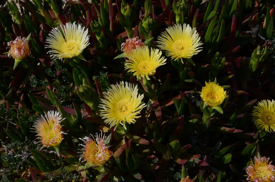 Растения на пляже