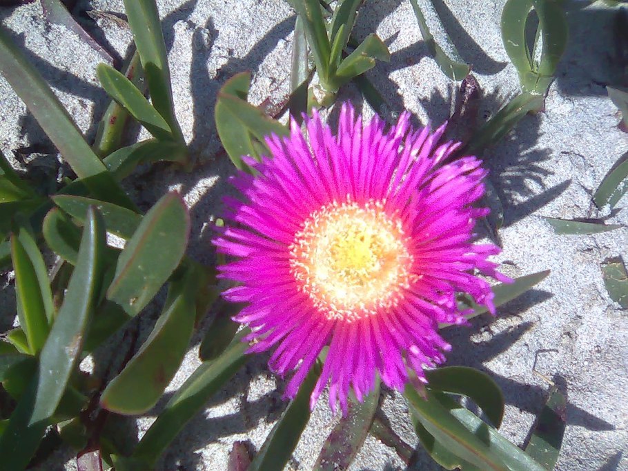 Carpobrotus aequilaterus