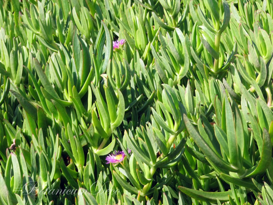 Суккулент карпобротус