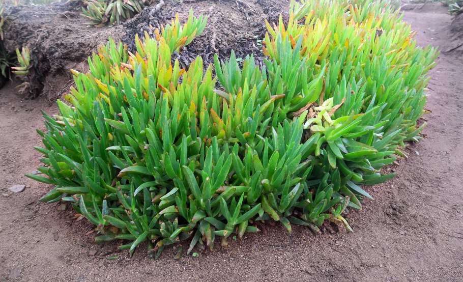 Карпобротус ацинациформис