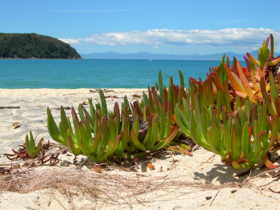 Carpobrotus acinaciformis