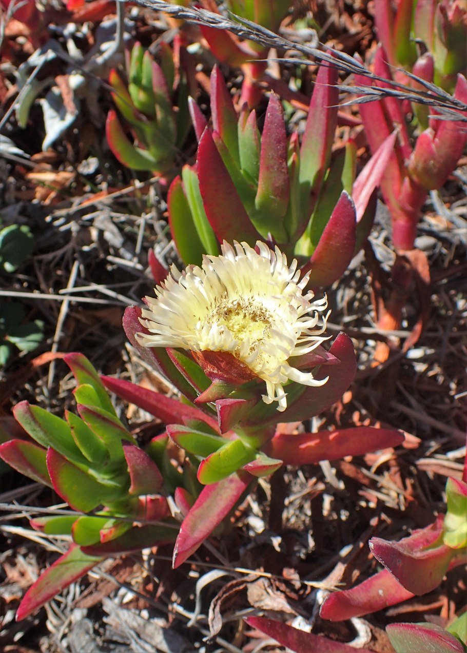 Carpobrotus edulis