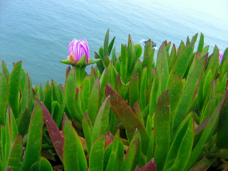 Карпобротус Эдулис