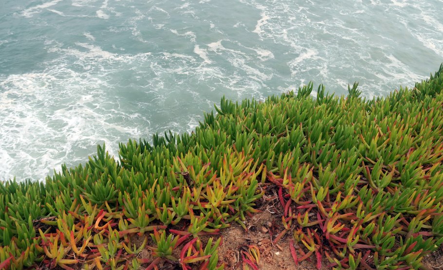 Растительность в море