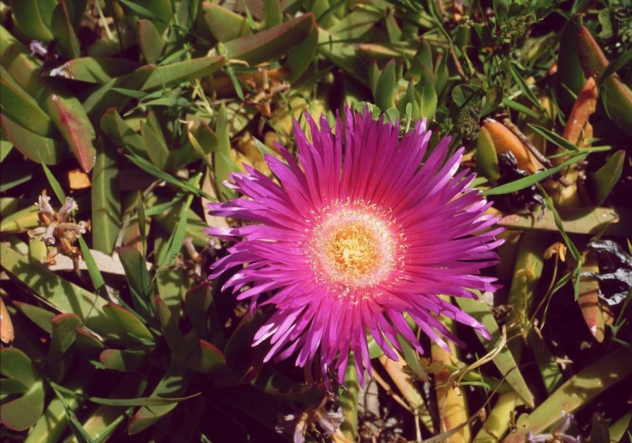 Карпобротус делосперма