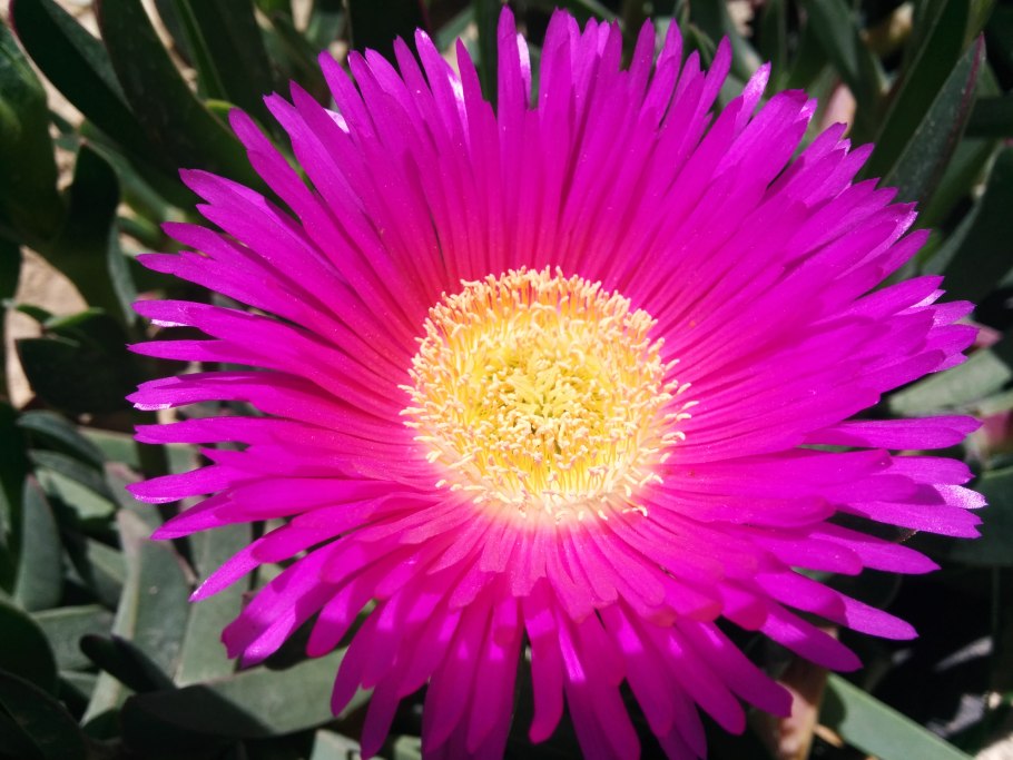 Carpobrotus chilensis