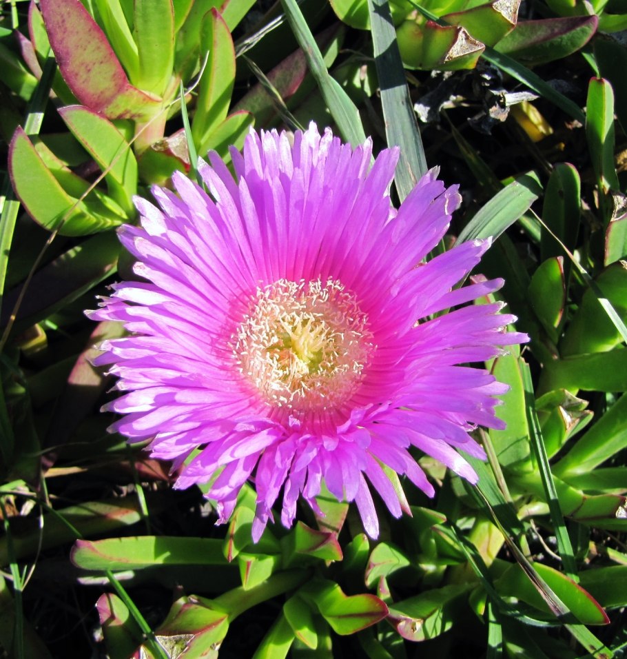 Carpobrotus acinaciformis