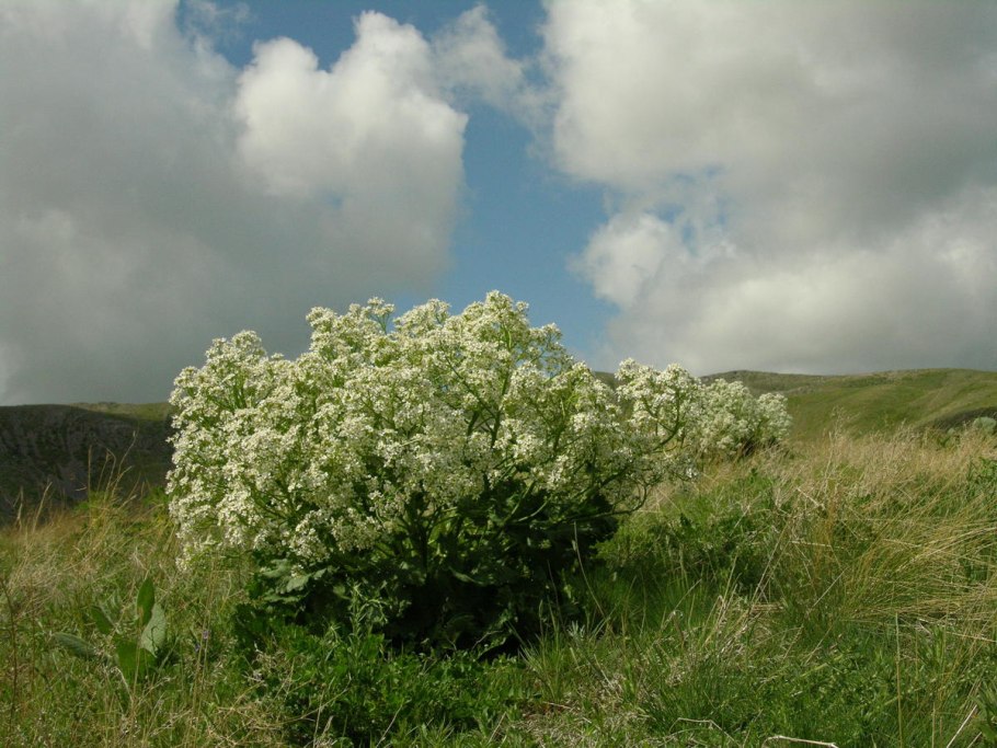 Катран татарский (Crambe Tataria)