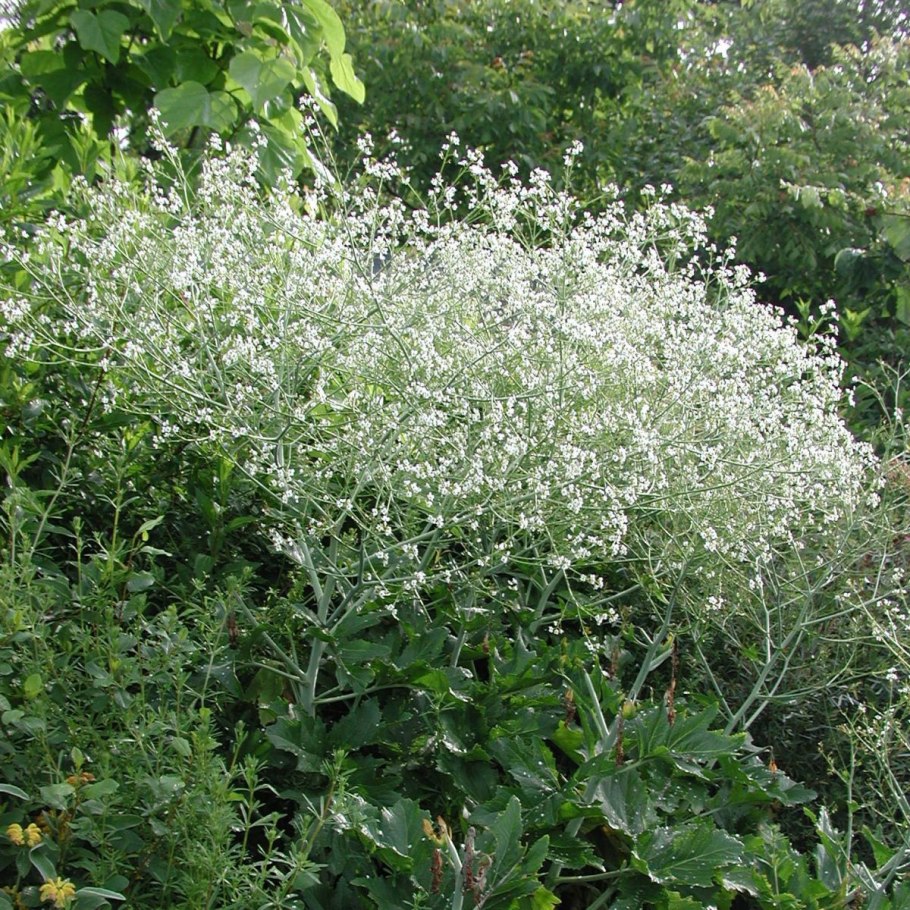 Crambe litwinowii