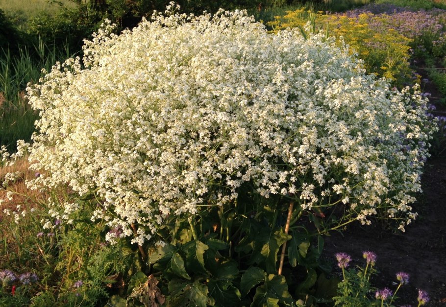 Травы Ростовской области