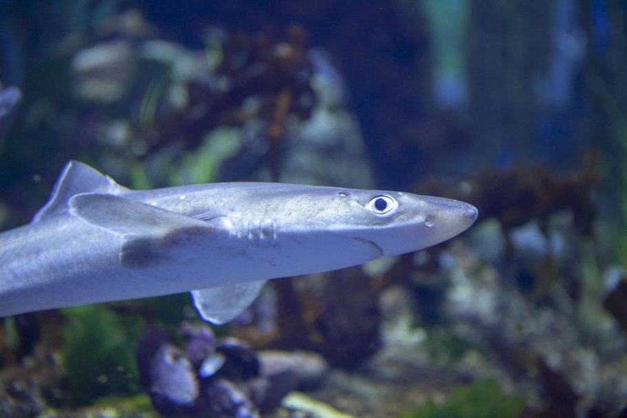 Катран капуста