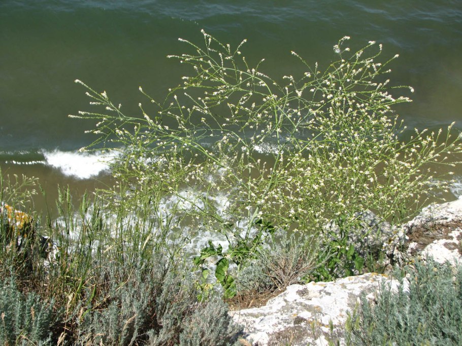 Катран crambe maritima