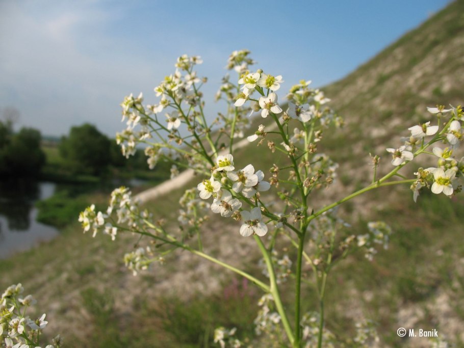 Крамбе Абиссинская