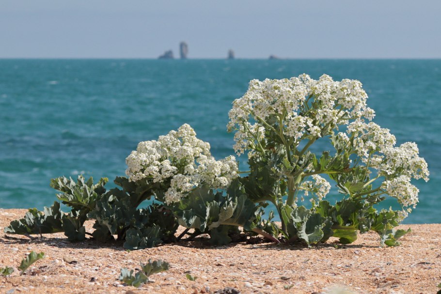 Катран Crambe maritima