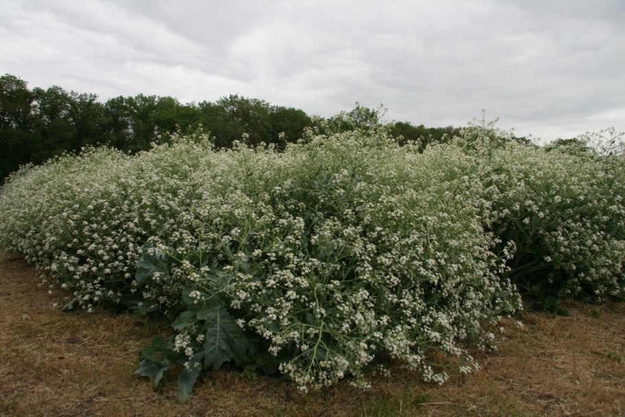 Катран Crambe maritima