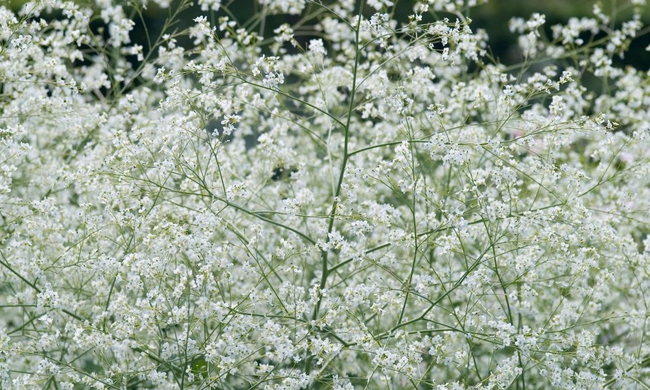 Катран сердцелистный (crambe cordifolia)