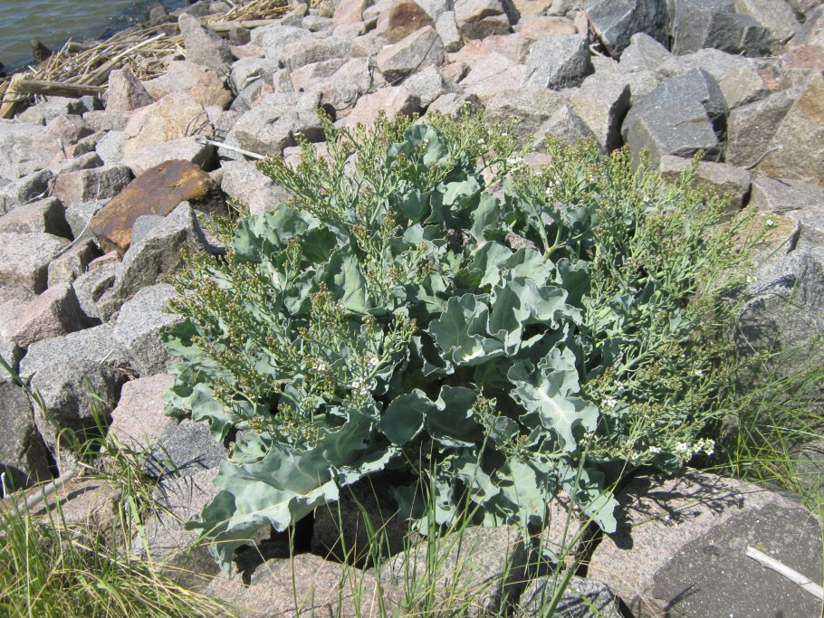 Катран капуста