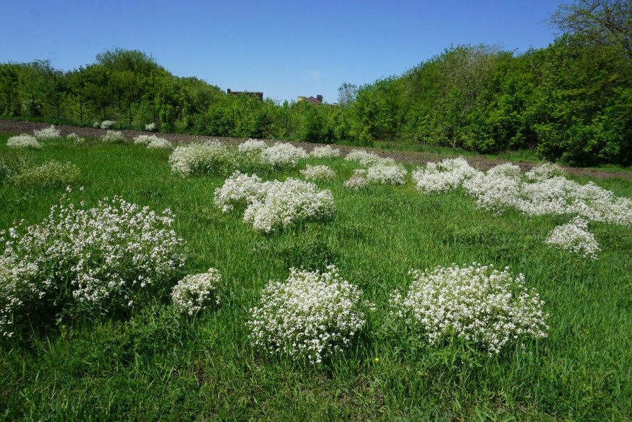 Катран татарский