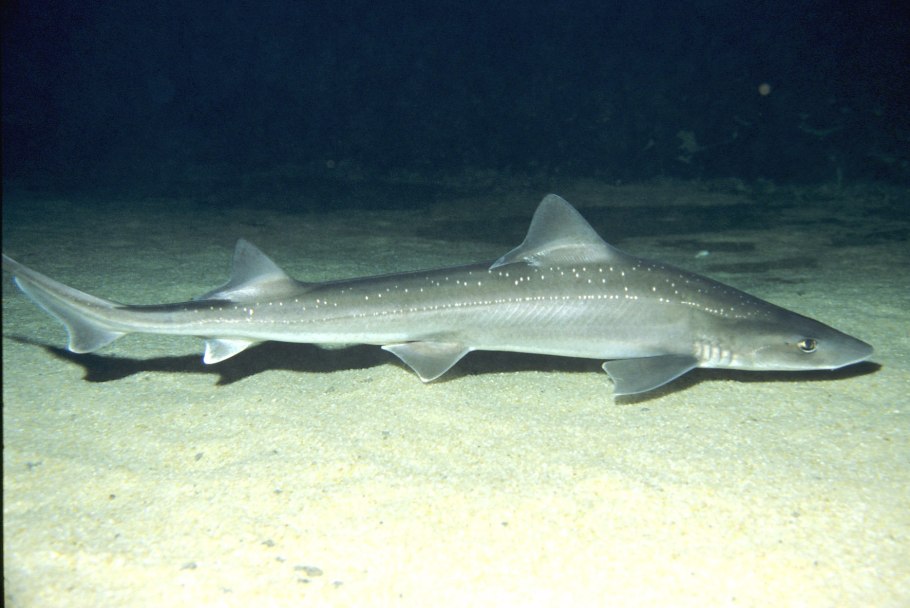 Катран крупноцветковый