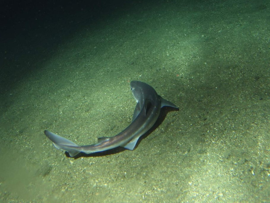 Spiny dogfish squalus acanthias