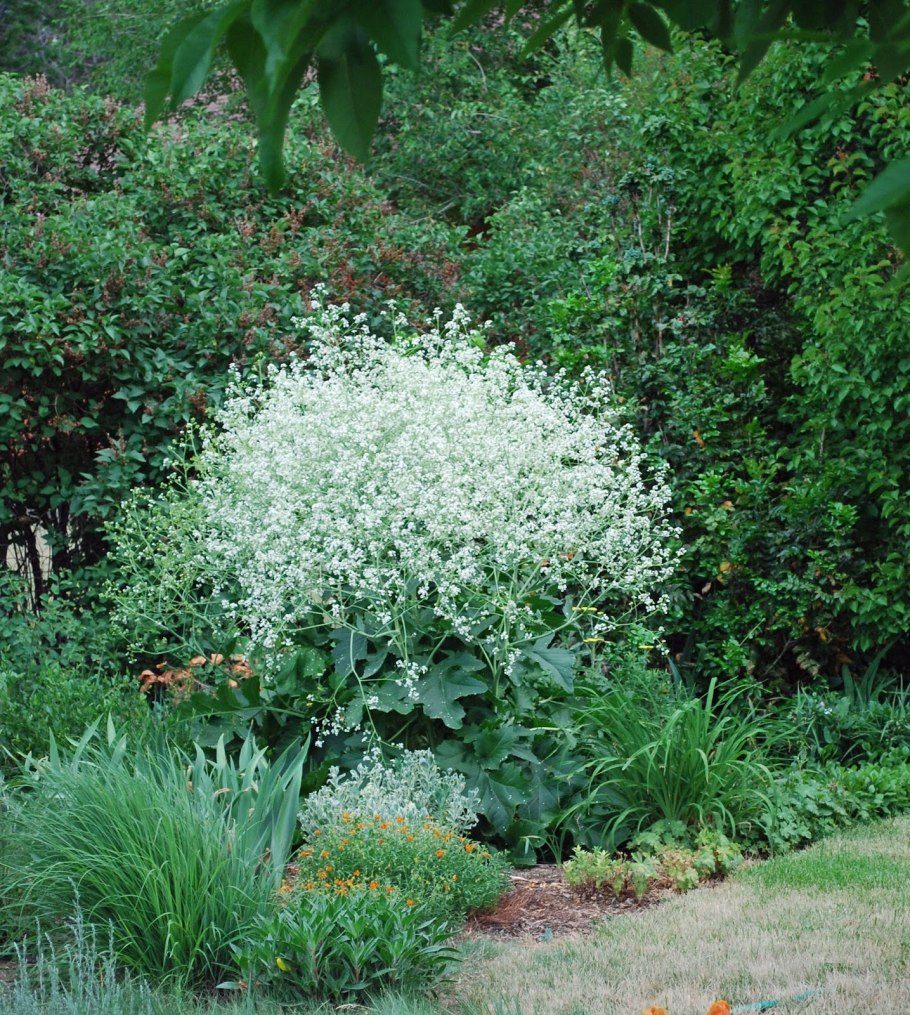 Катран татарский (Crambe Tataria)
