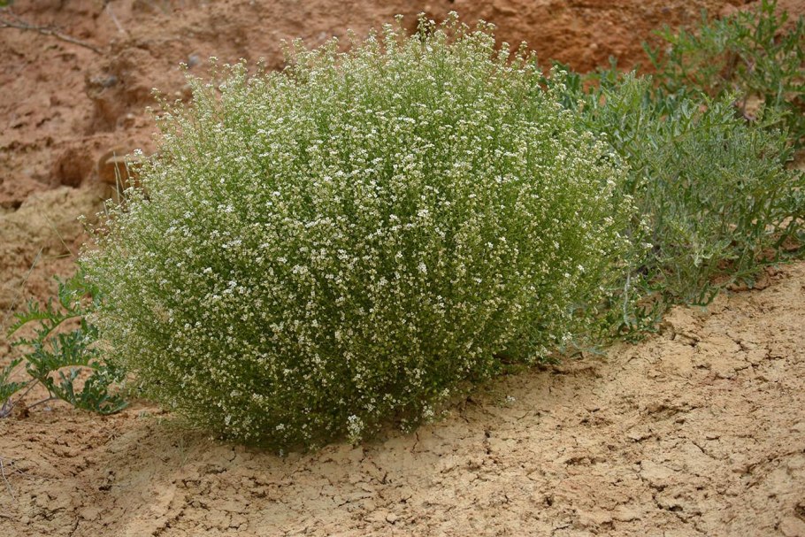 Катран Crambe maritima