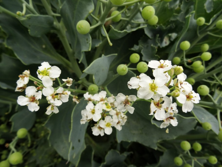 Кустарник Катран рисунок