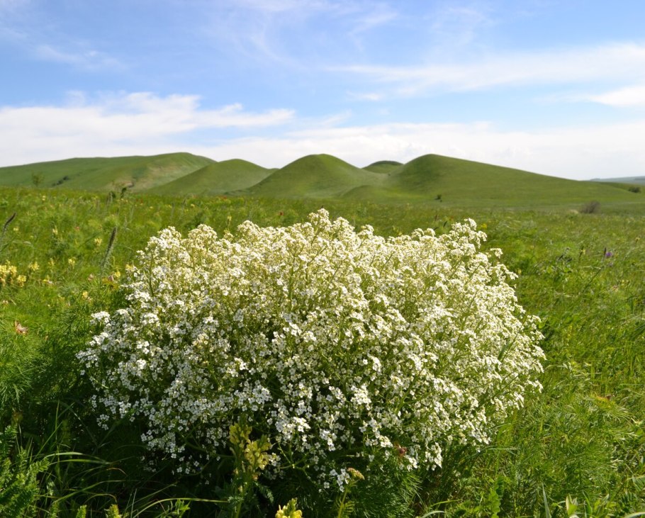 Катран растение