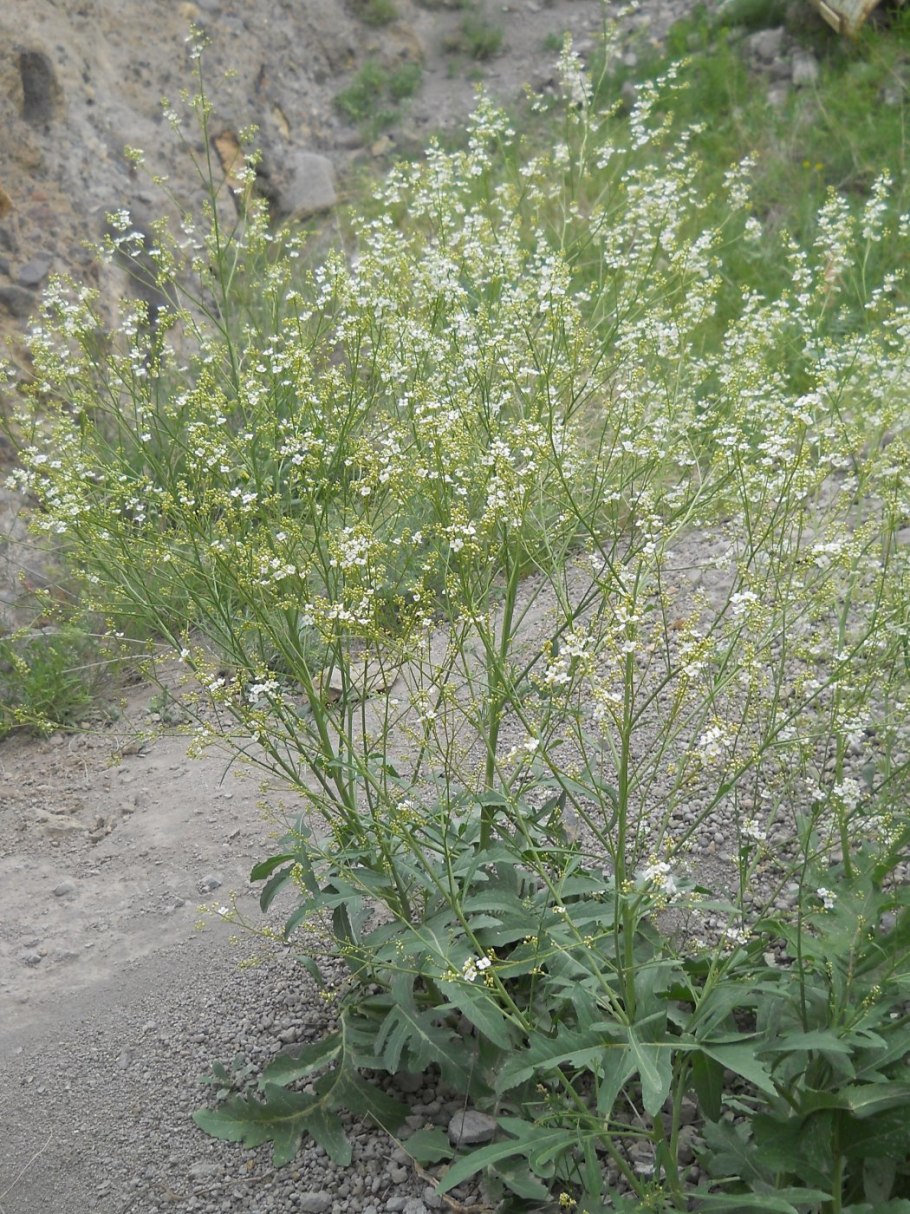 Катран (crambe cordifolia)