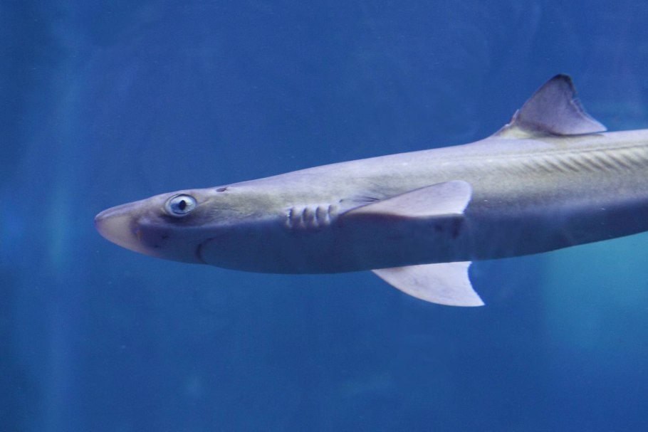 Белопёрая рифовая акула