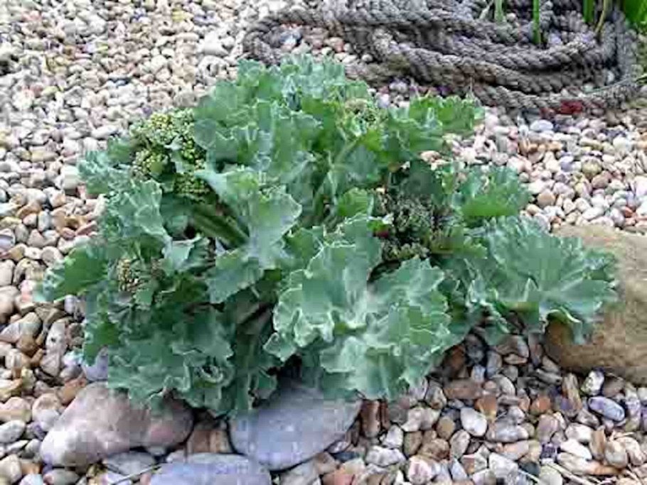 Crambe maritima