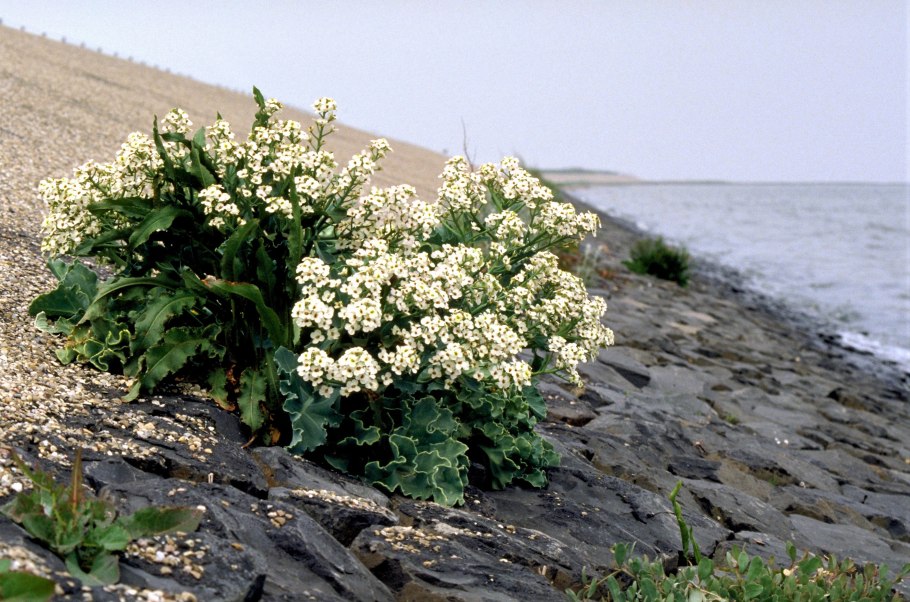 Катраны в черном море