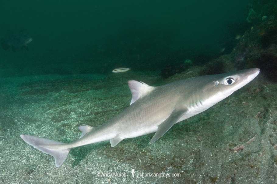 Катран Коктебельский