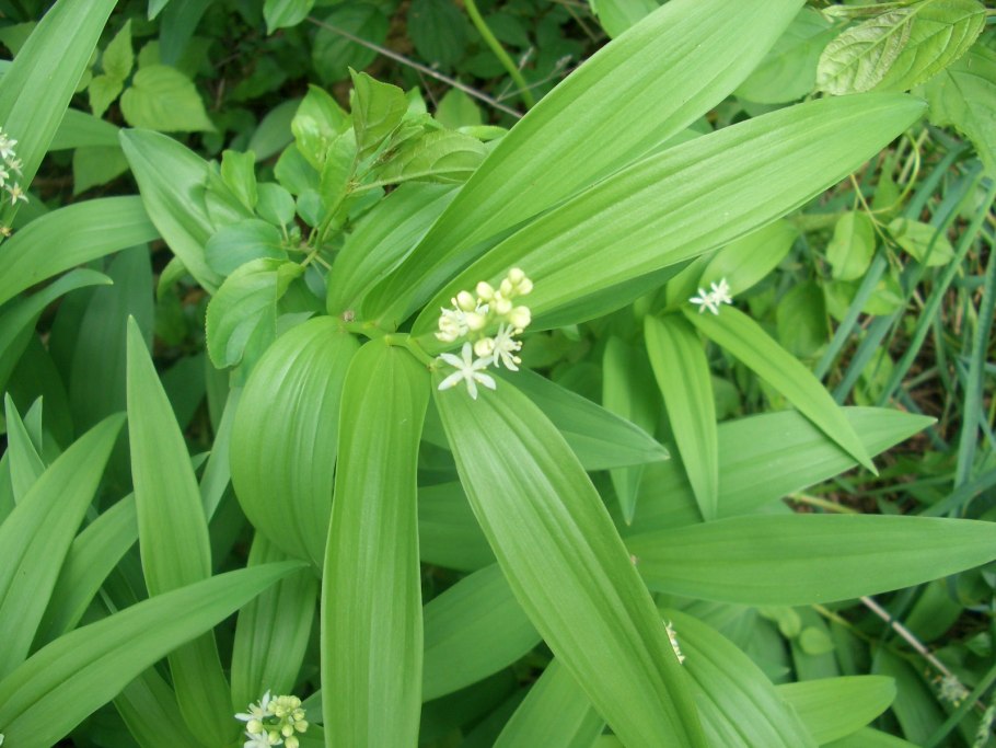 Солодка Glycyrrhiza glabra