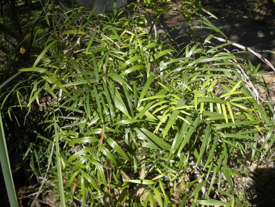 Eustrephus latifolius