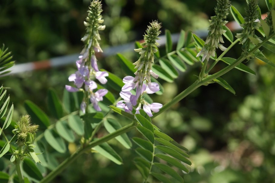 Щетинник сизый сорняк