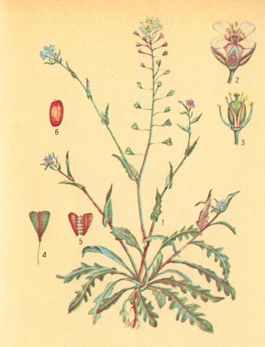 Семейство Филлариевые