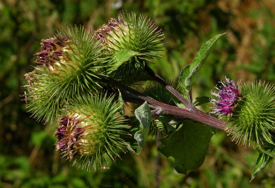 Лопух большой репейник