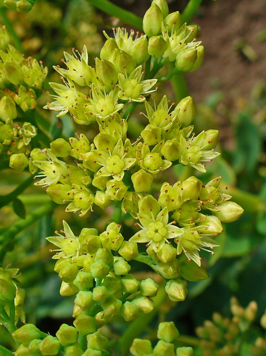 Софора японская (Styphnolóbium japónicum)