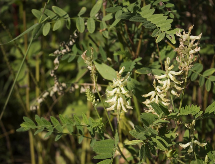 Дерево Медузагина