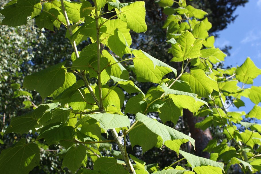 Клен дланевидный Гарнет