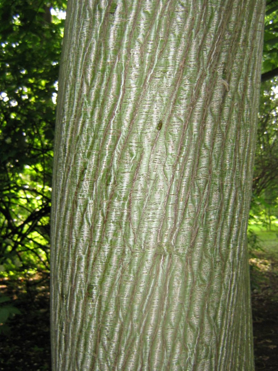 Клен зеленокорый цветение