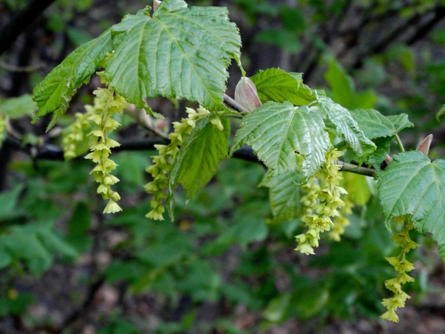 Acer capillipes
