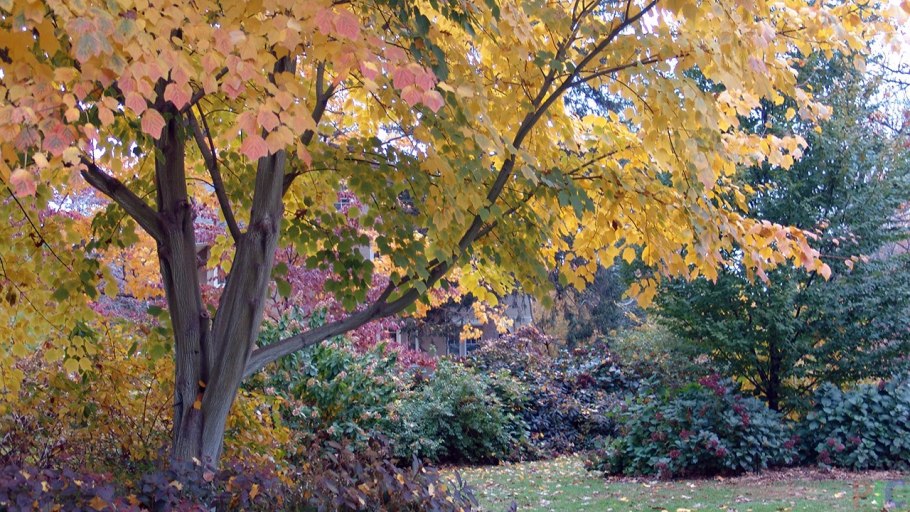 Клены в Ботаническом саду