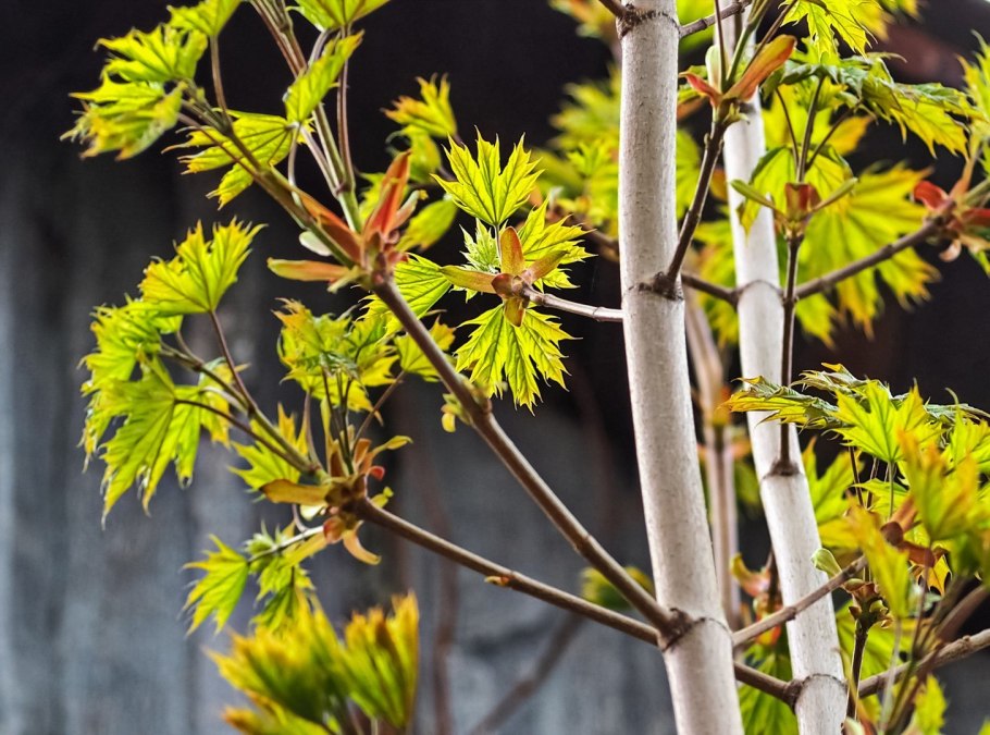 Клен Пурпл декоративный дерево