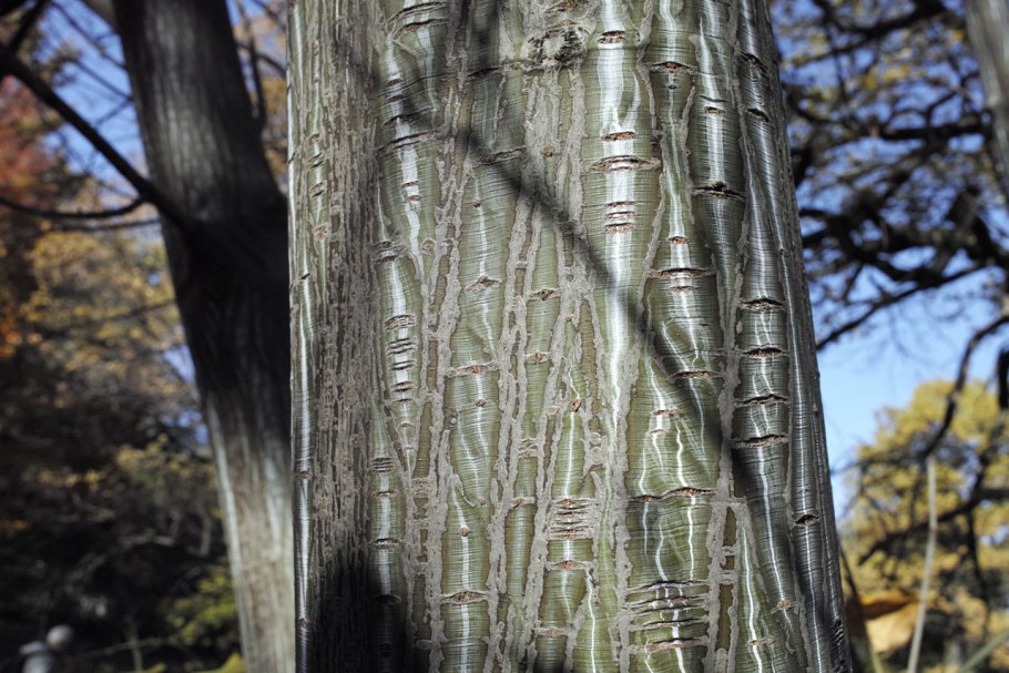 Клён Давида Acer davidii