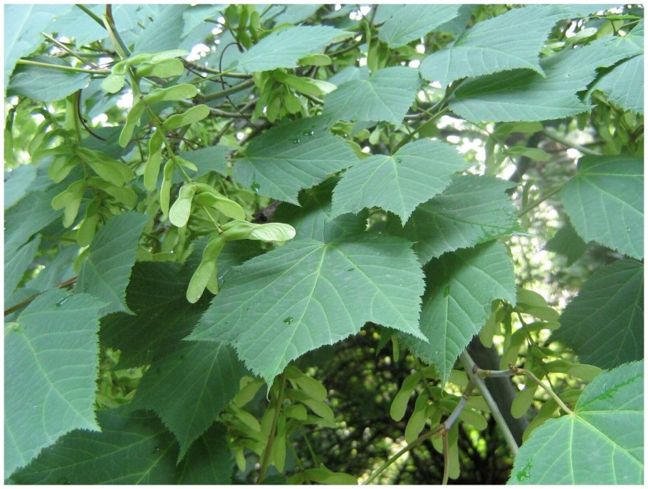 Клен зеленокорый (Acer tegmentosum)