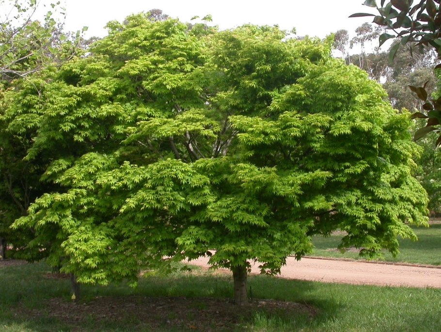 Клен зеленокорый дерево