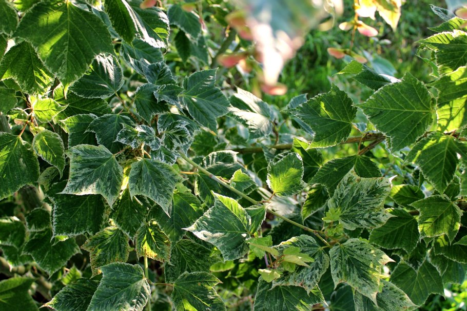 Клен рыжежилковый