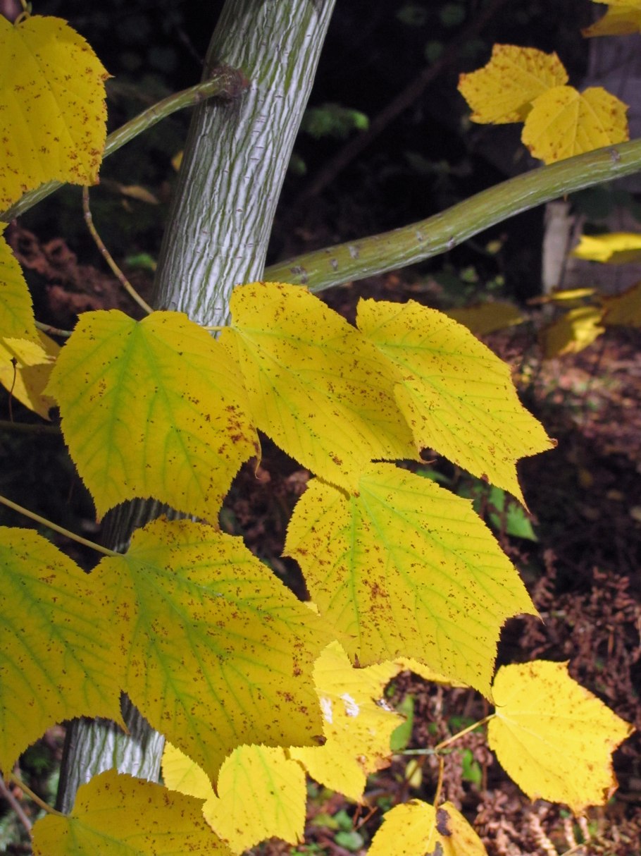 Тибетское Вишневое дерево